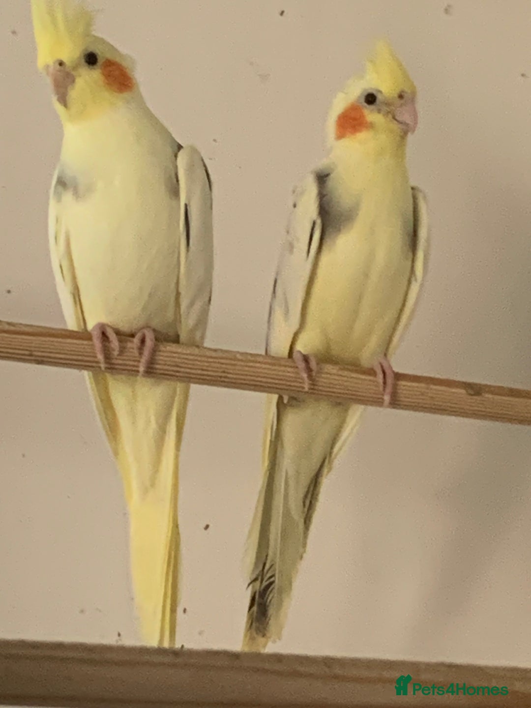 Cockatiels birds for sale: Cockateils  - Image 2