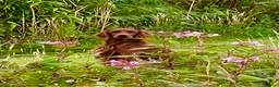 Irish Setter dogs for sale: Quality IRISH SETTER Puppies - Advert 26