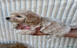 Maltipoo dogs for sale: Blue eyes F1 Maltipoo puppies - Image 9