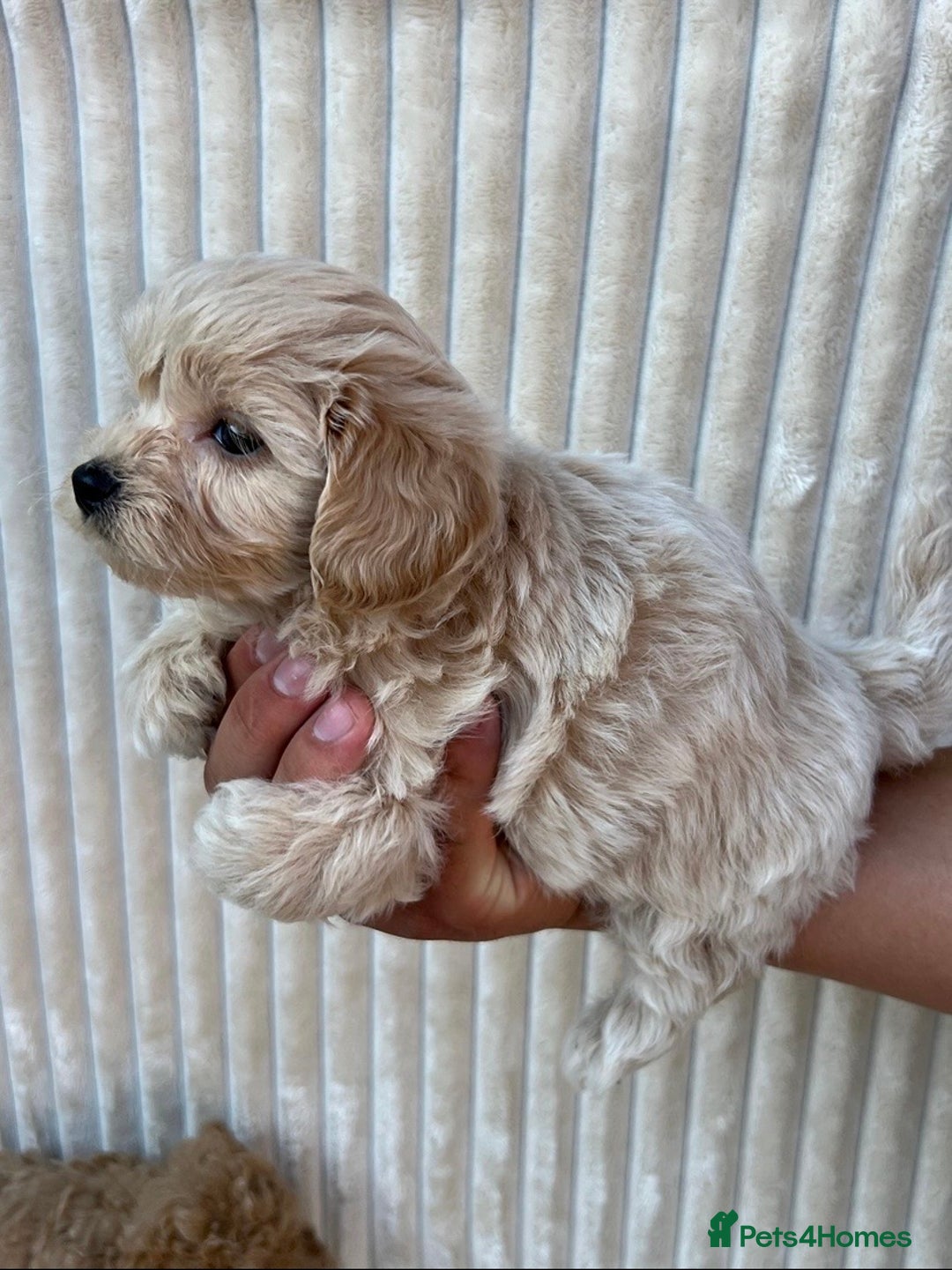 Maltipoo dogs for sale: Blue eyes F1 Maltipoo puppies - Image 9