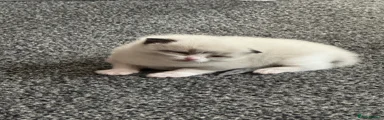 Ragdoll 1