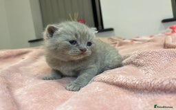 Brazilian Shorthair cats for sale: Pedigree British Shorthair Kittens Golden & Lilac - Image 6