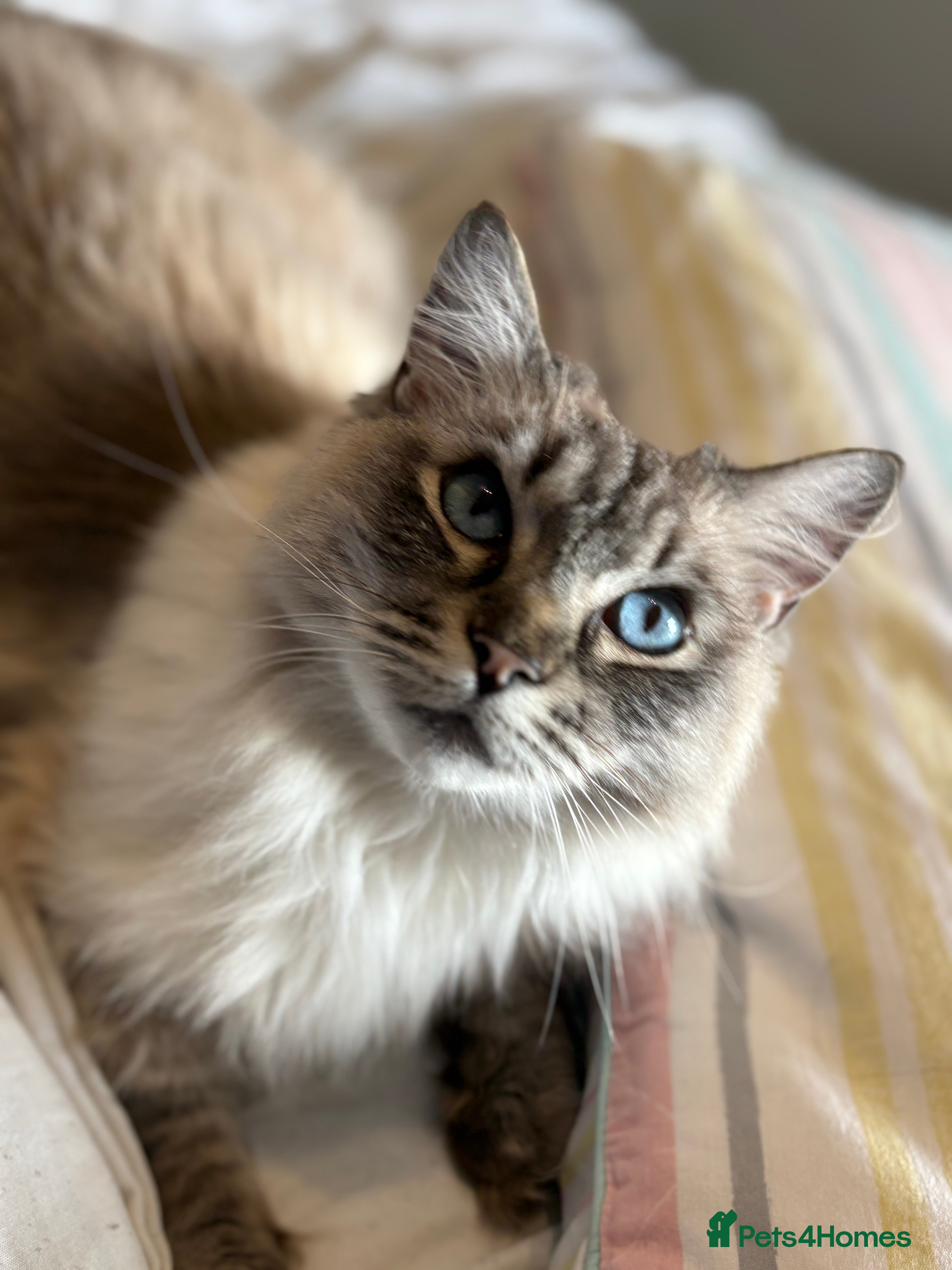 Ragdoll cats 5 yr old male Ragdoll cat for rehoming - Advert 1