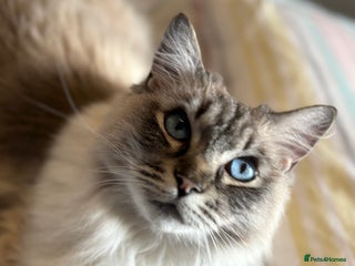 Ragdoll cats 5 yr old male Ragdoll cat for rehoming - Advert 1
