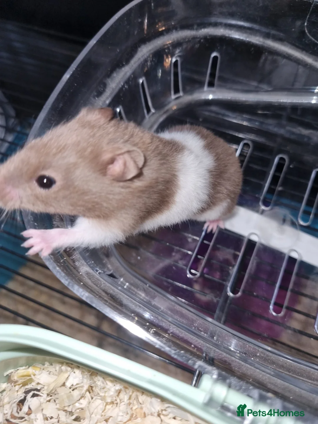 Hamster rodents for sale: Baby Syrian hamsters  - Advert 5