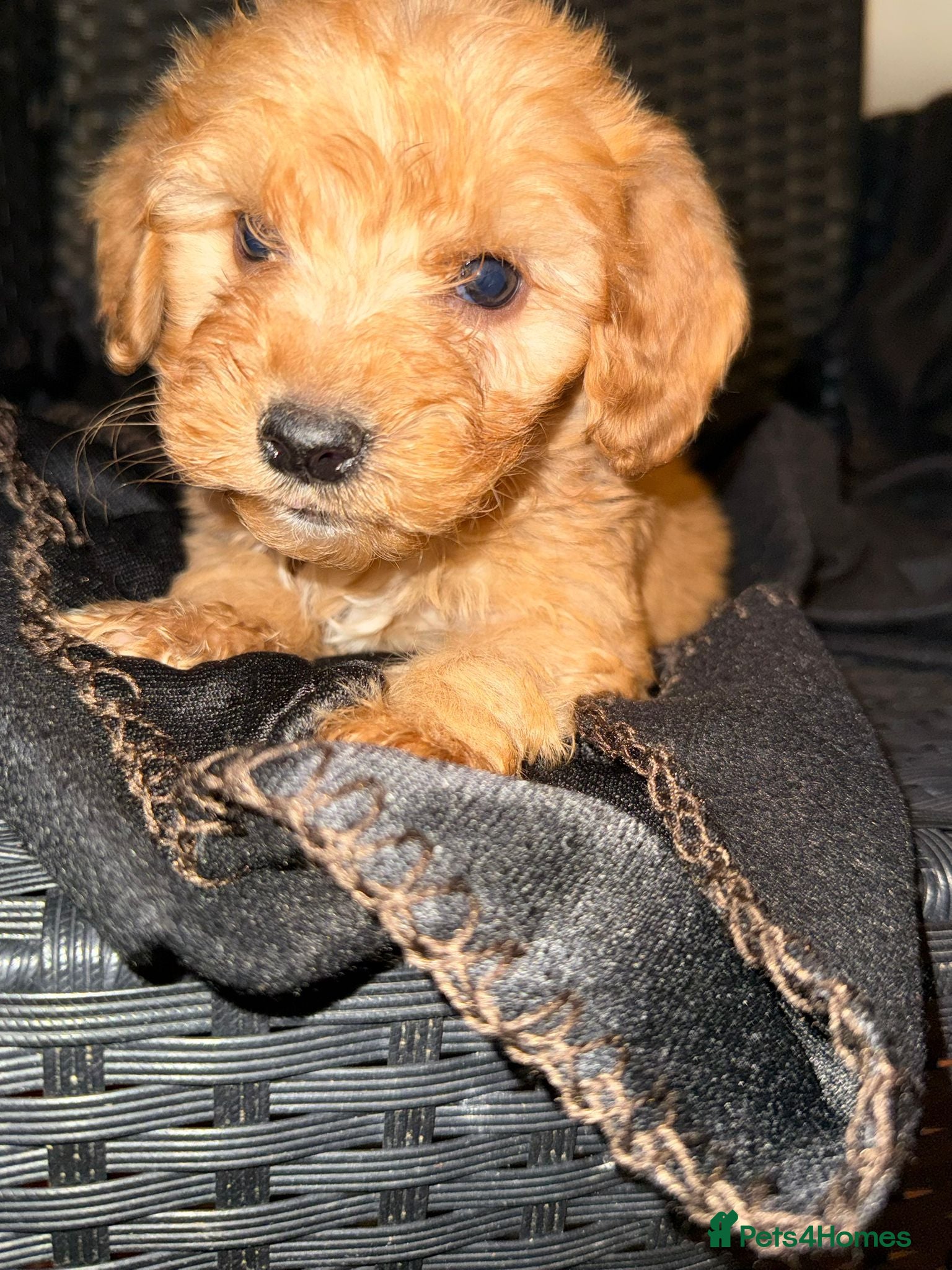 Cockapoo dogs Adorable puppies  - Advert 5