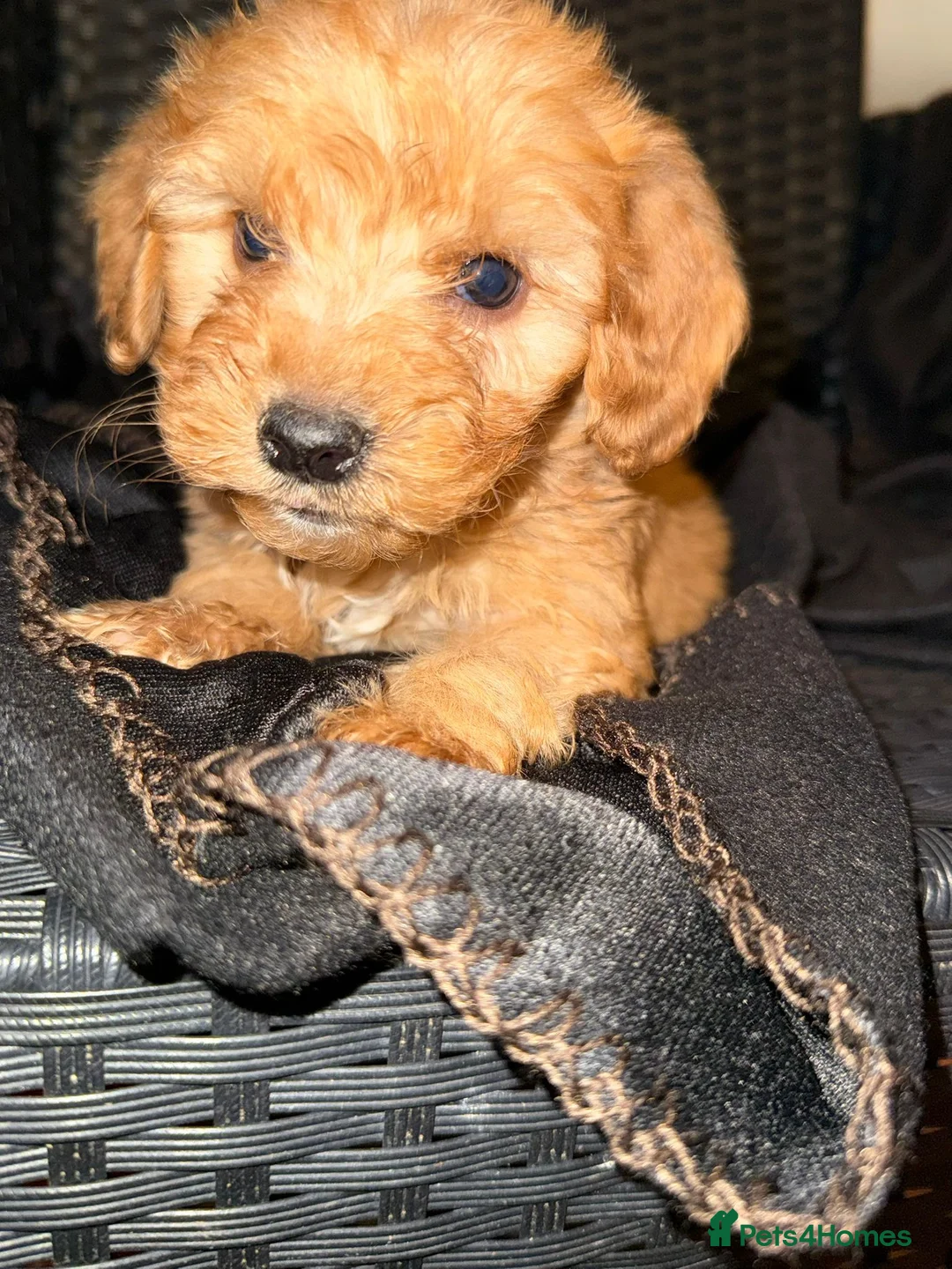 Cockapoo dogs for sale: Adorable puppies  - Advert 1
