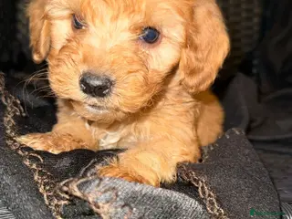 Cockapoo dogs Adorable puppies - Advert 5