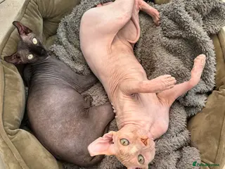 Oriental cats for sale: Couple of cats - Advert 1
