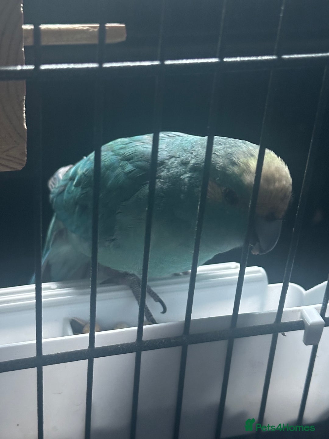 Parakeets birds for sale: Male kakariki  - Image 1