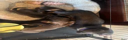 Dachshund dogs for sale: Dachshund - Advert 2