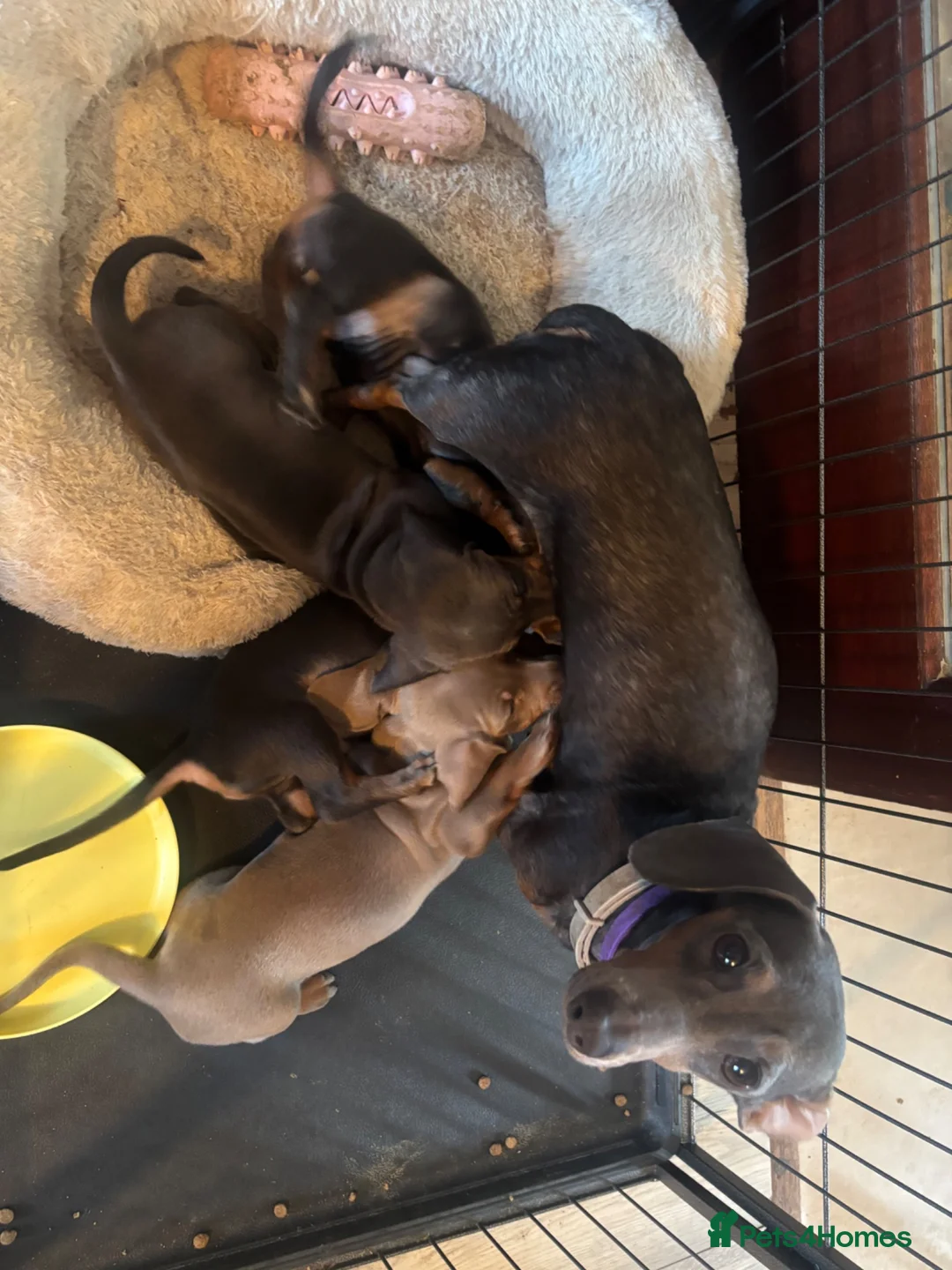 Dachshund dogs for sale: Dachshund - Advert 2