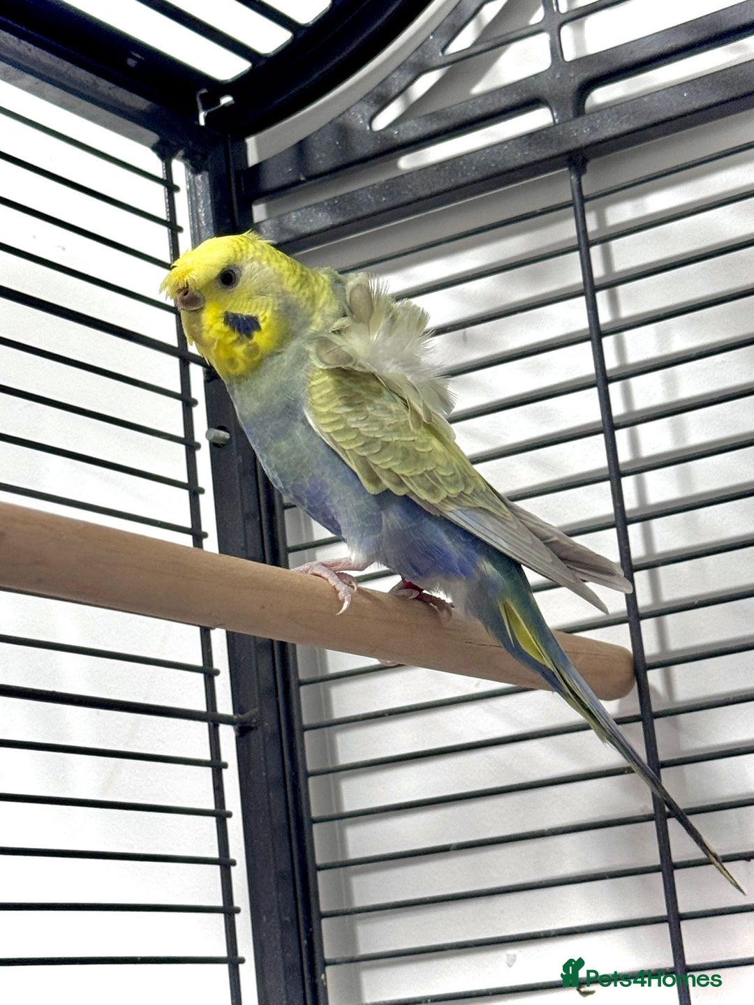 Budgerigars birds for sale: Helicopter Hagoromo Rainbow Hen – Breeding Ready - Advert 5