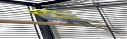 Budgerigars birds for sale: Helicopter Hagoromo Rainbow Hen – Breeding Ready - Advert 5