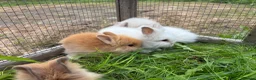 Lionhead rabbits for sale: 5 stunning lionhead babies - Advert 6