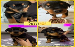 Rottweiler dogs for sale: Traditional Rottweiler Puppies  - Image 2