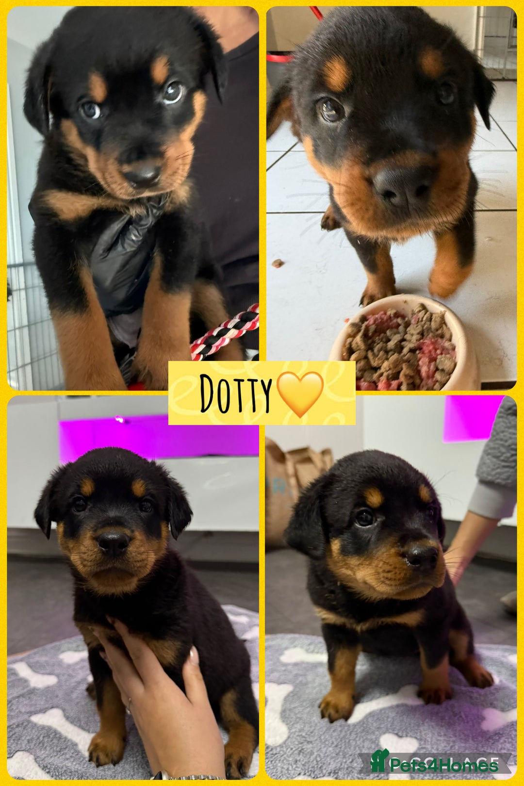Rottweiler dogs for sale: Traditional Rottweiler Puppies  - Image 2