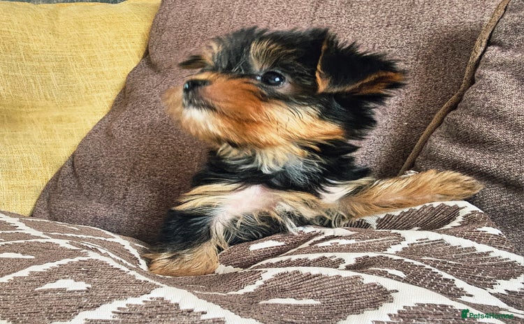 Yorkshire Terrier dogs - Advert 16