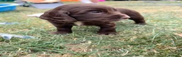 Cocker Spaniel dogs for sale: Ready to Leave, KC Working Cocker spaniels - Advert 11