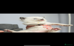 Ragdoll cats for sale: Gorgeous pedigree Ragdoll kittens for sale  - Image 3