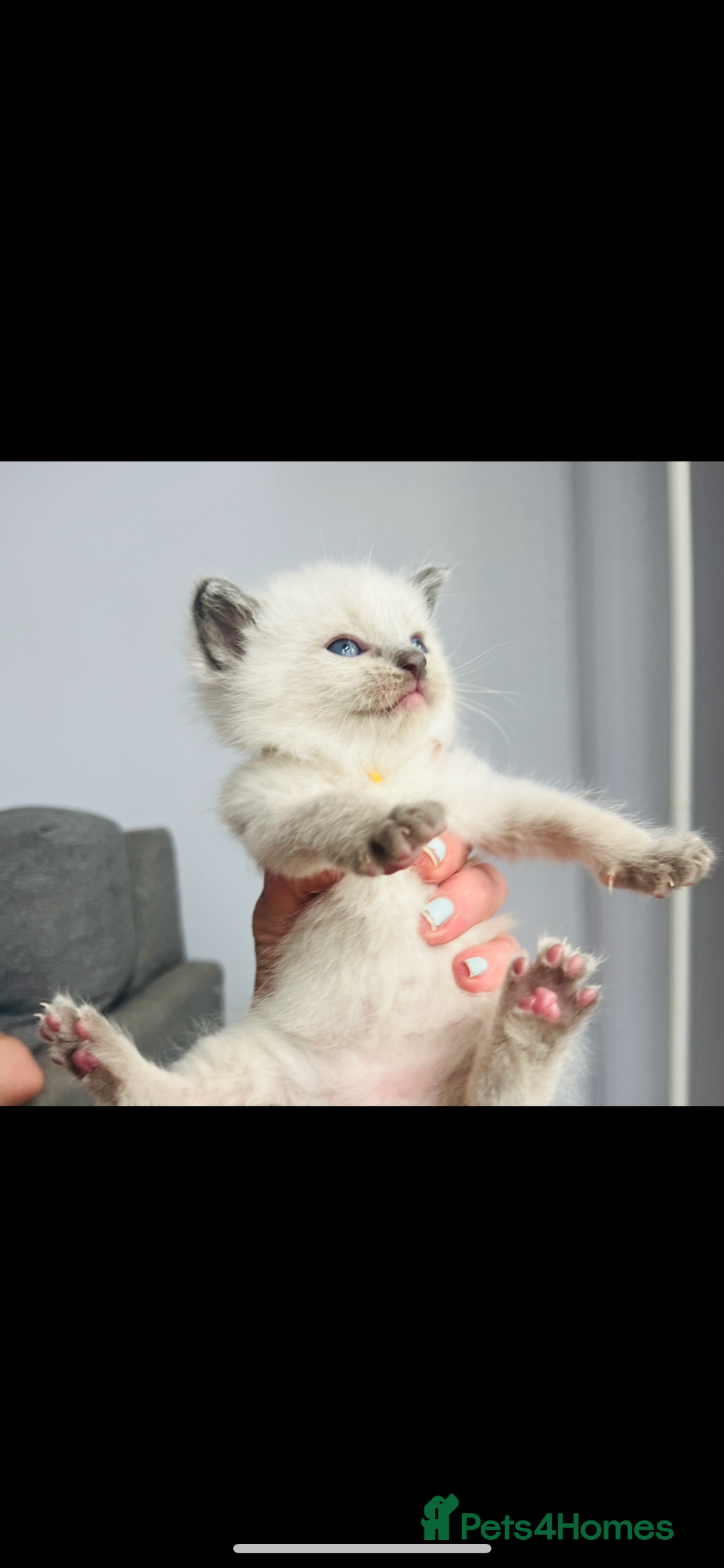 Ragdoll cats for sale: Gorgeous pedigree Ragdoll kittens for sale  - Image 3