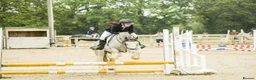 Irish Cob horses for sale: 13.3 Allrounder Cob Mare - Advert 3