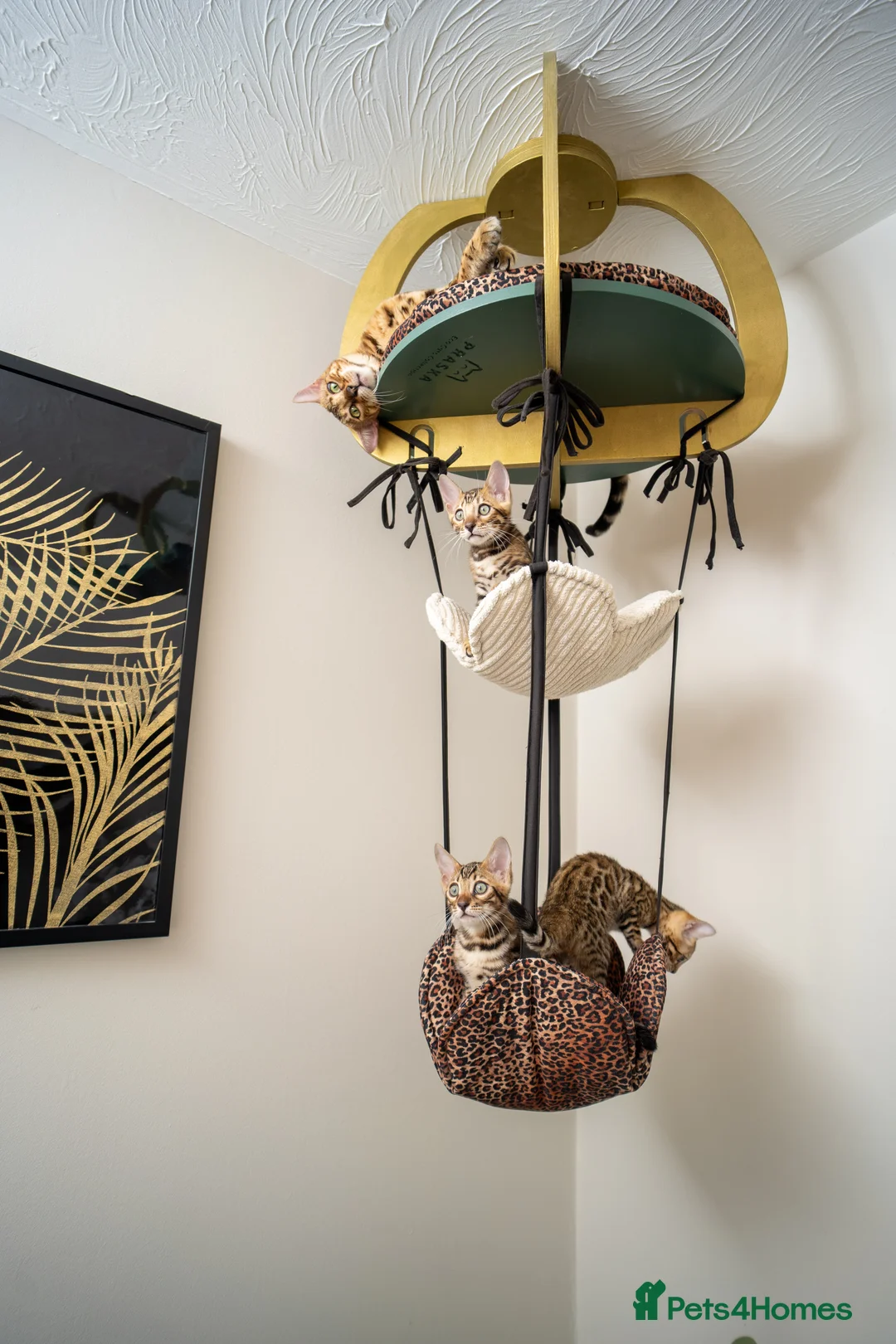 Bengal cats for sale: Stunning Bengal - Sophie. Forever family only. - Advert 24