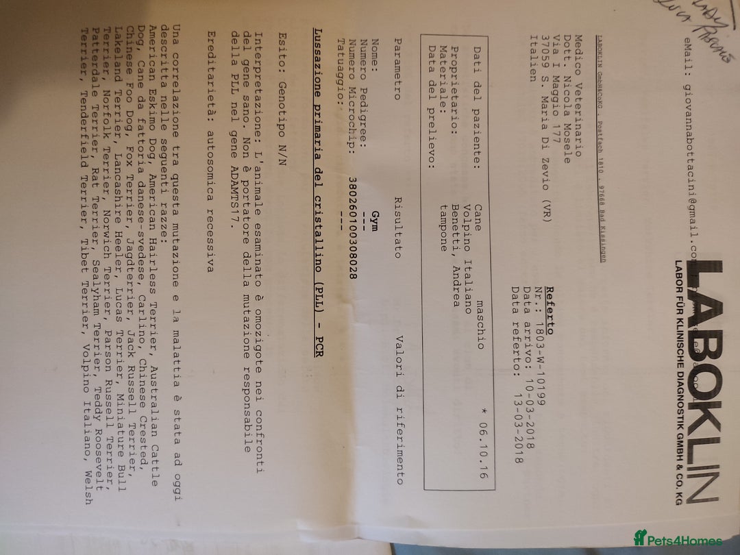 German Spitz dogs for sale: Unique Spitz puppies available in January  - Advert 12