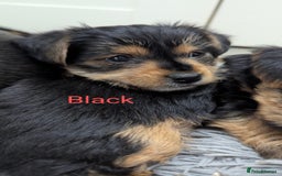 Yorkshire Terrier dogs for sale: Adorable Purebred Yorkshire Terrier Puppies - Image 5