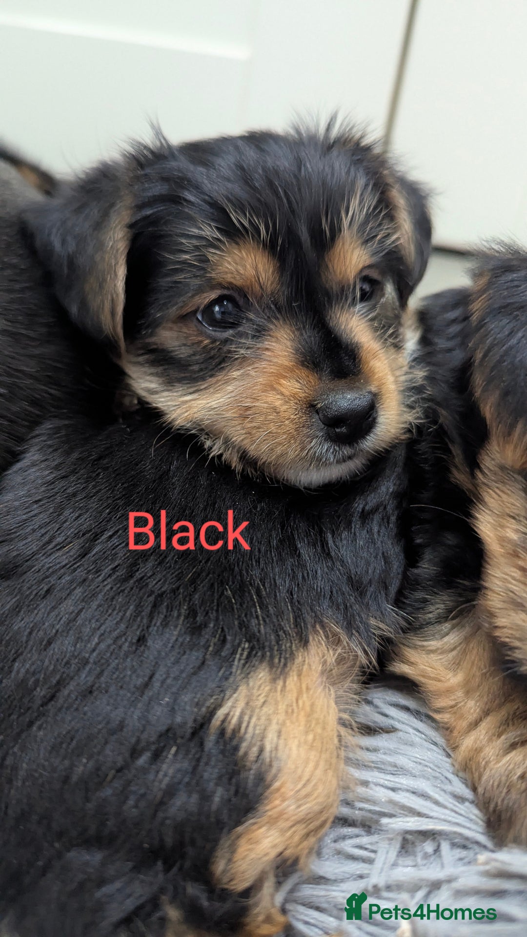 Yorkshire Terrier dogs for sale: Adorable Purebred Yorkshire Terrier Puppies - Image 5