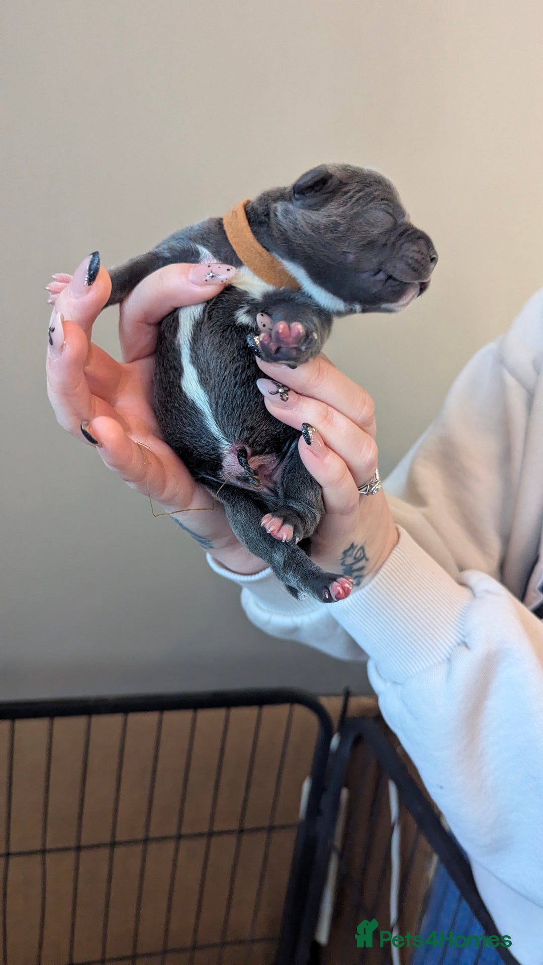 Staffordshire Bull Terrier dogs for sale: Beautiful KC reg Staffordshire bull terriers - Advert 20