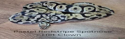 Python Snake reptiles for sale: Variety of Royal Pythons - Advert 7