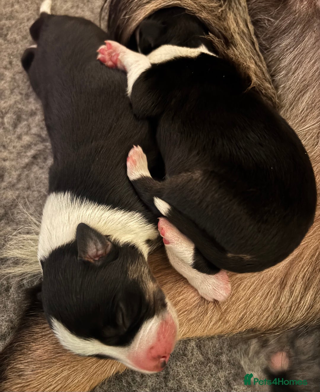 Border Collie dogs for sale: Adorable Collie Pups available raised with Love! - Advert 6