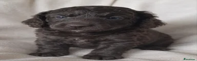Cockapoo 4