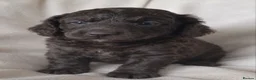 Cockapoo dogs for sale: Beautiful Cockapoo Pups Looking for Loving Homes in Guildford - Advert 4