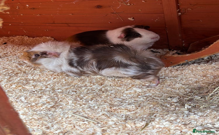 Guinea Pig rodents - Advert 5