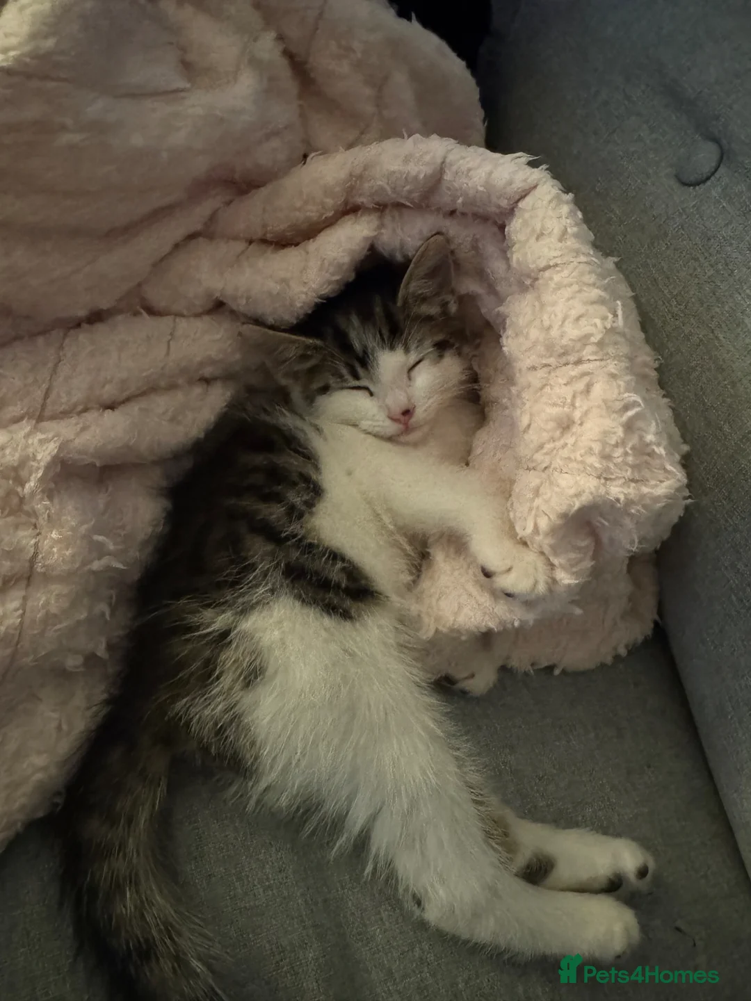 Mixed Breed cats for sale: Last of the litter  - Advert 2