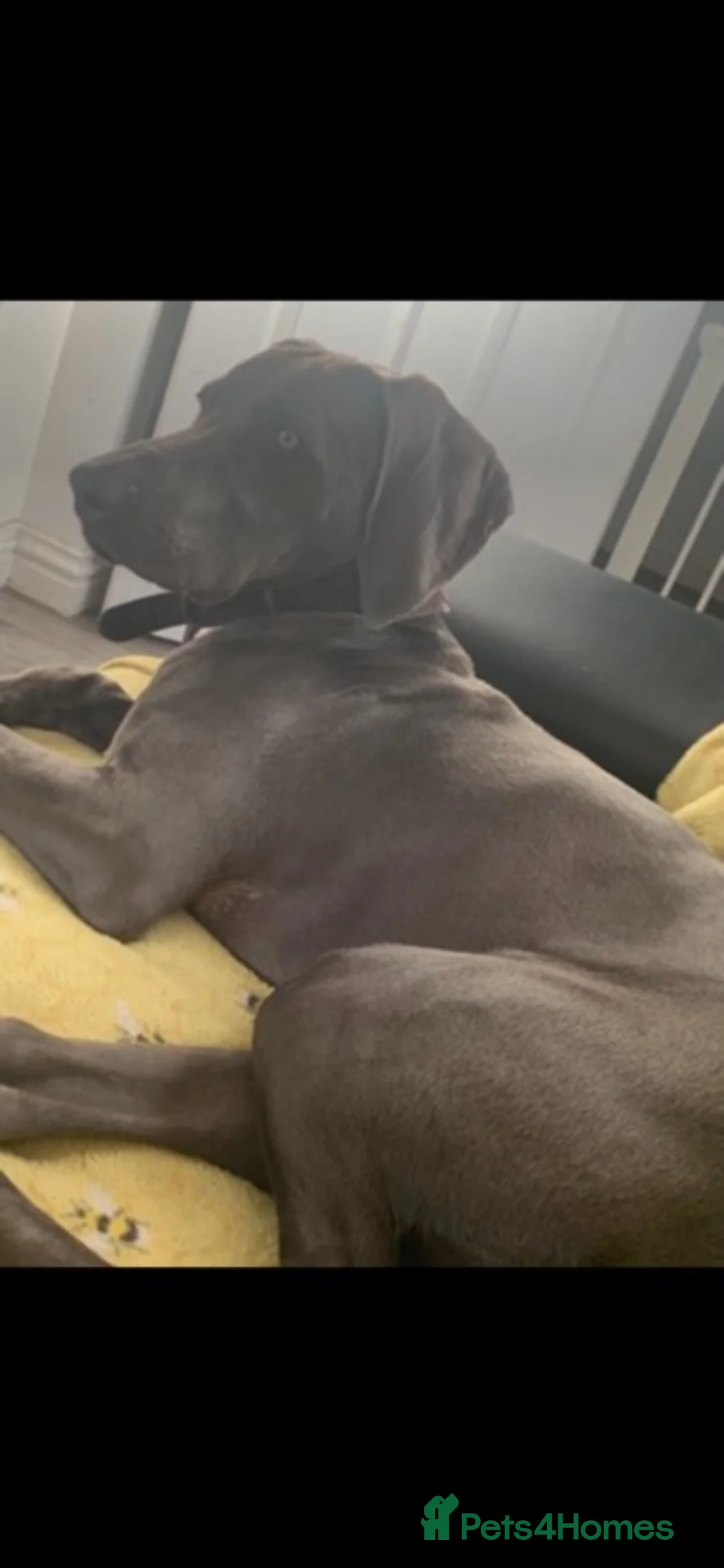 Weimaraner dogs for sale: 14 month old Weimaraner  - Advert 2
