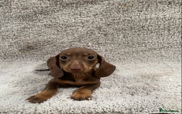 Miniature Dachshund dogs for sale: Miniature dachshund pups - Image 5