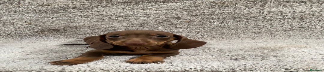 Miniature Dachshund Puppy 4