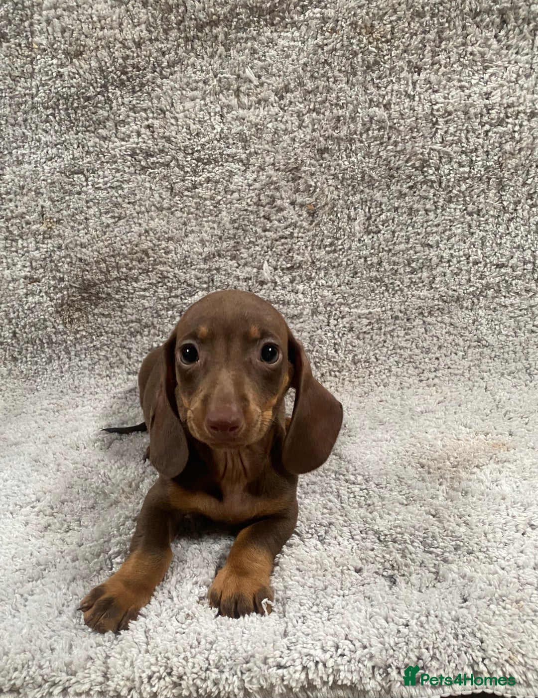 Miniature Dachshund dogs for sale: Miniature dachshund pups - Image 5