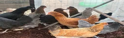 Chickens poultry for sale: 🌸🐔Updated 26th July - POINT OF LAY CHICKENS 🐔🌸 - Advert 4