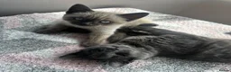 Mixed Breed cats for sale: Male kitten - Advert 2