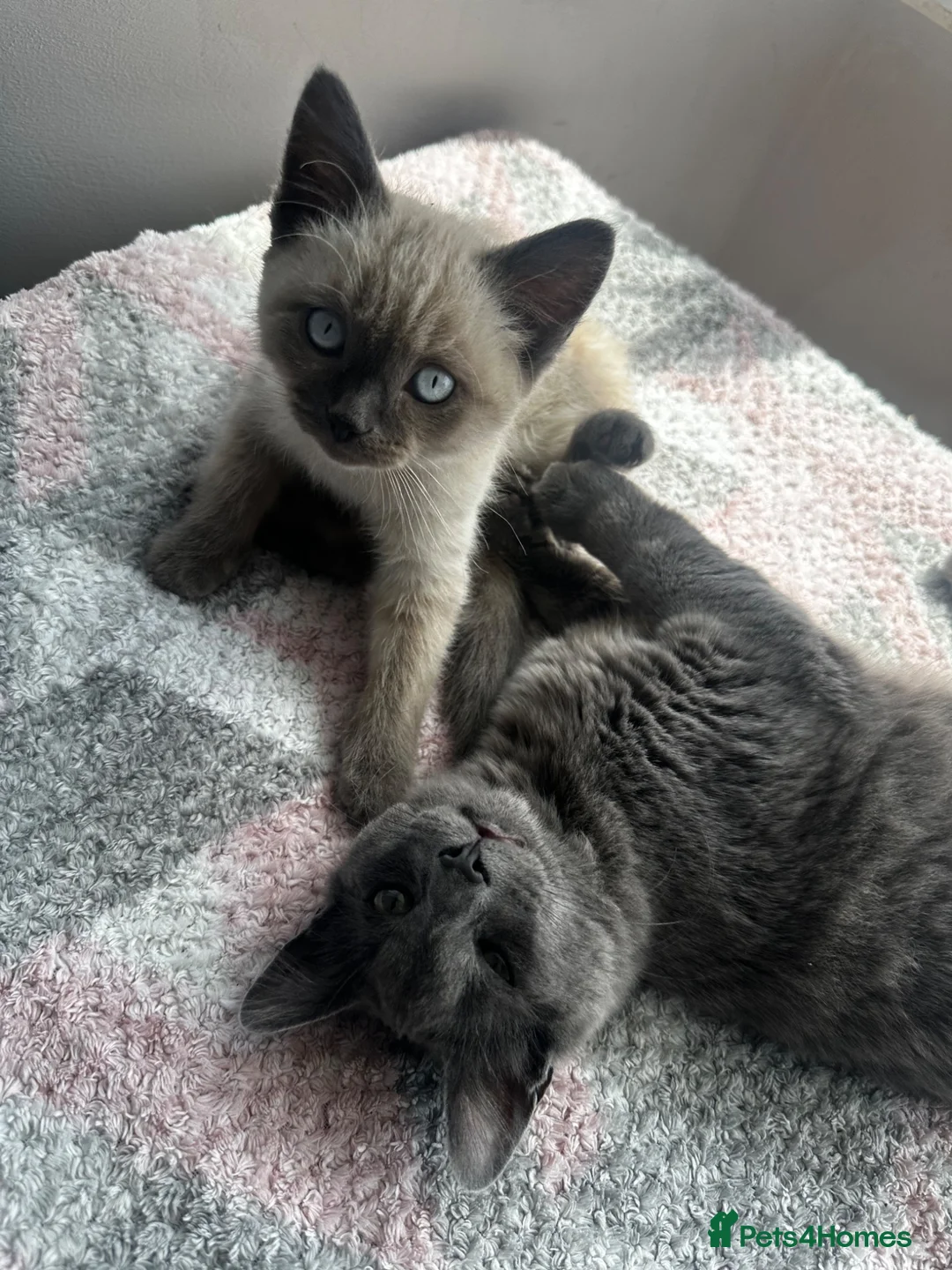 Mixed Breed cats for sale: Male kitten - Advert 2