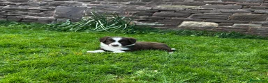 Border Collie Puppy 3