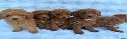 Toy Poodle dogs for sale: Red Toy Poodle MALES - Advert 4
