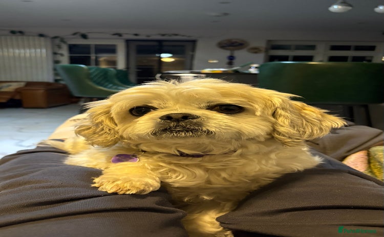Mixed Breed dogs - Advert 5