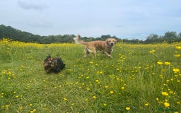 Yorkshire Terrier dogs for sale: Absolutely adorable mini yorkie puppies  - Image 28