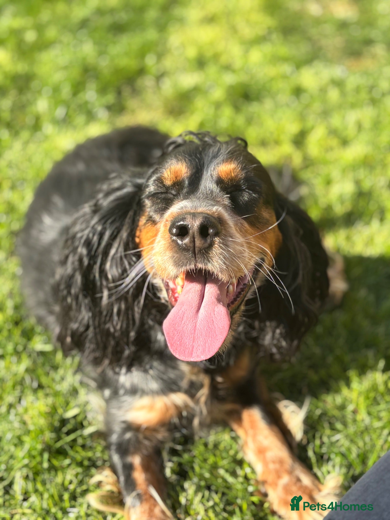 Cocker Spaniel dogs Tri coloured cocker spaniel puppies  - Advert 1