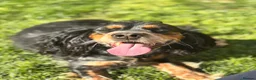 Cocker Spaniel dogs for sale: Tri coloured cocker spaniel puppies  in Cheltenham - Advert 1